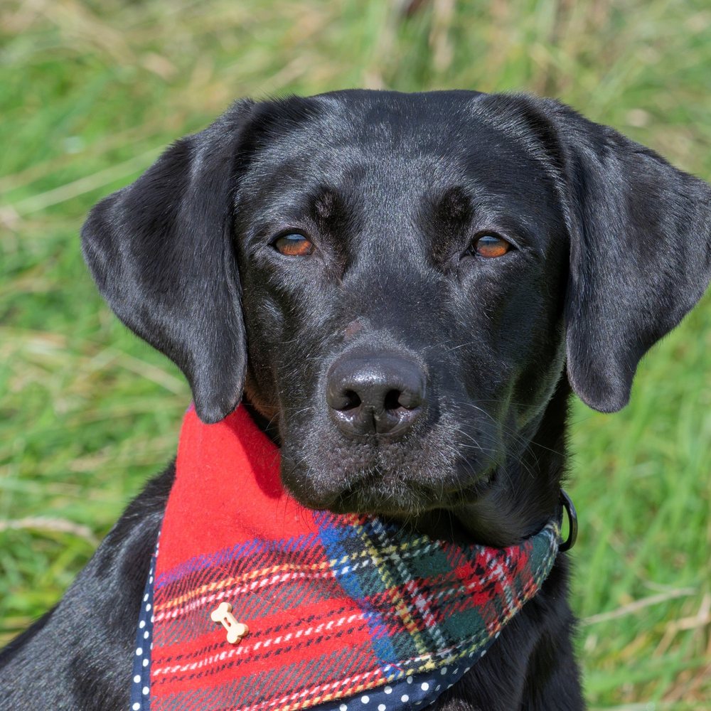 Black Labrador wearing a red tartan tweed bandana