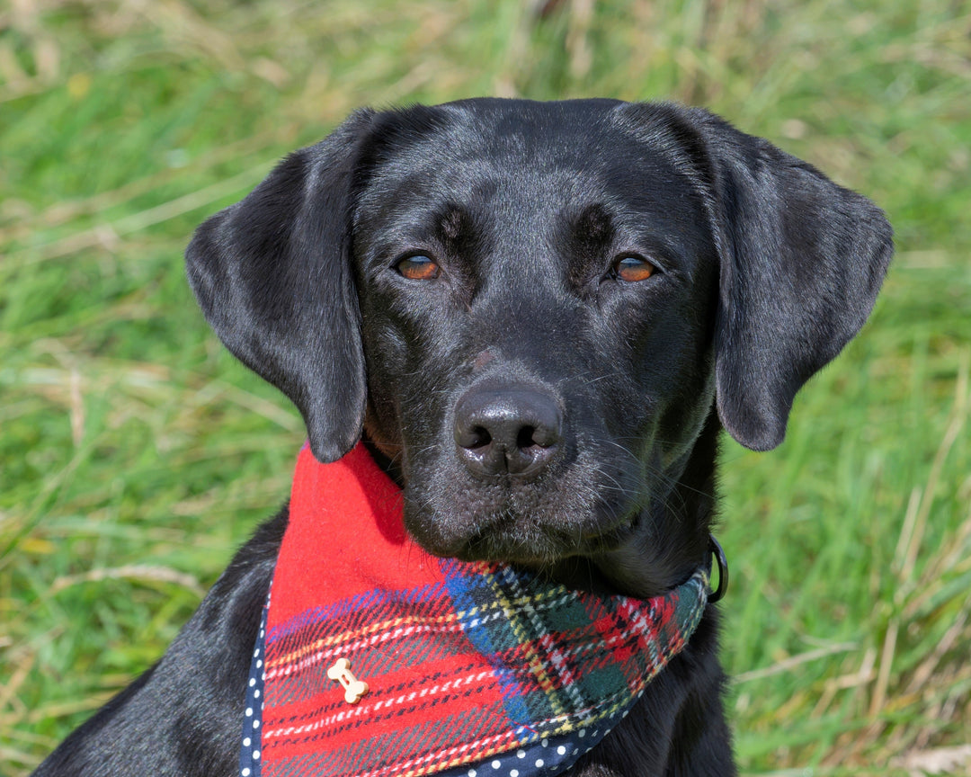 A black dog wearing a red, green, and navy plaid bandana with a small white dog icon, sitting in a grassy field.