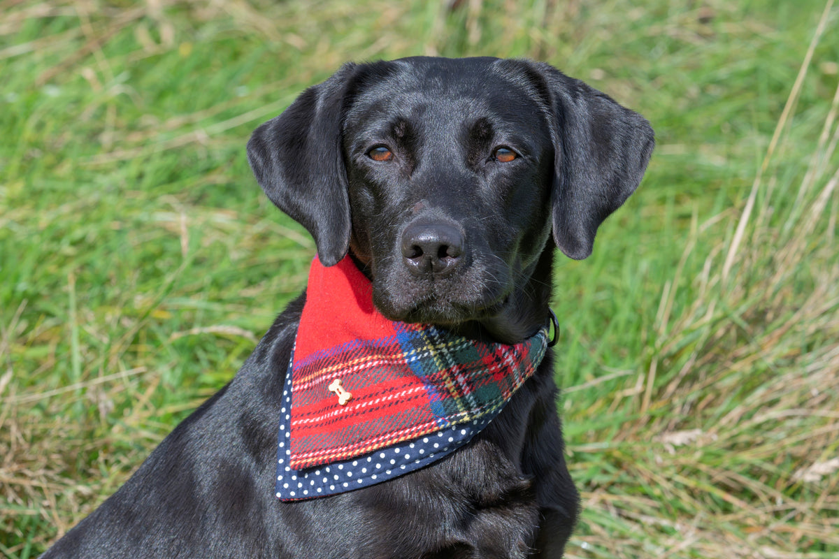A black dog wearing a red, green, and navy plaid bandana with a small white dog icon, sitting in a grassy field.