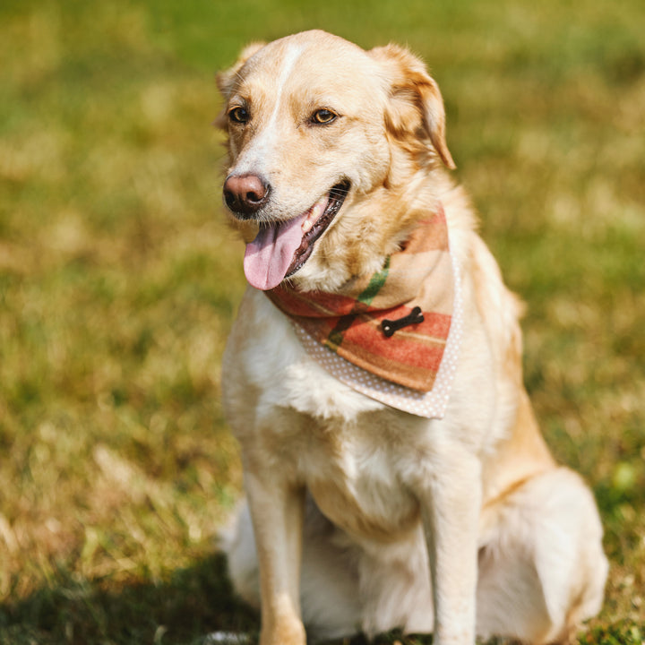 Heritage Tartan Dog Bandanas