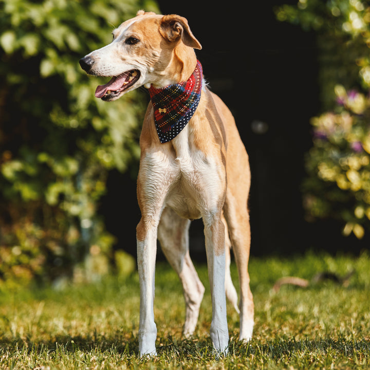 Heritage Tartan Dog Bandanas