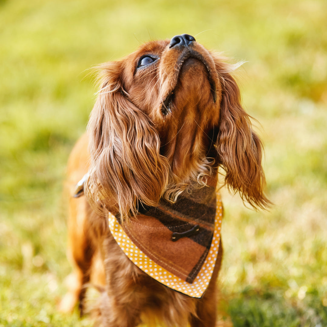 Heritage Tartan Dog Bandanas